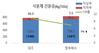 파종 후 90일 식물체 건물중(’25, 연천)