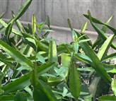 망실내 잡초발생