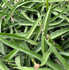 나방유충 식해피해