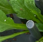 온실가루이 발생