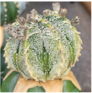 아스트로피튬 로비