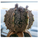 아스트로피튬 사무실