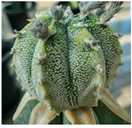 아스트로피튬 베란다