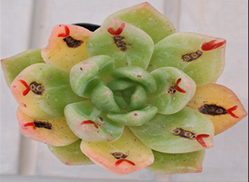 에케베리아 검은점무늬병 피해 사진