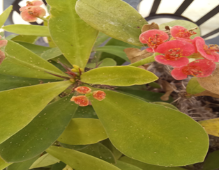 꽃기린 점박이응애 피해 사진