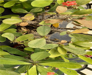 꽃기린 점박이응애 피해 사진