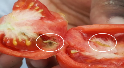 뿔나방피해사진