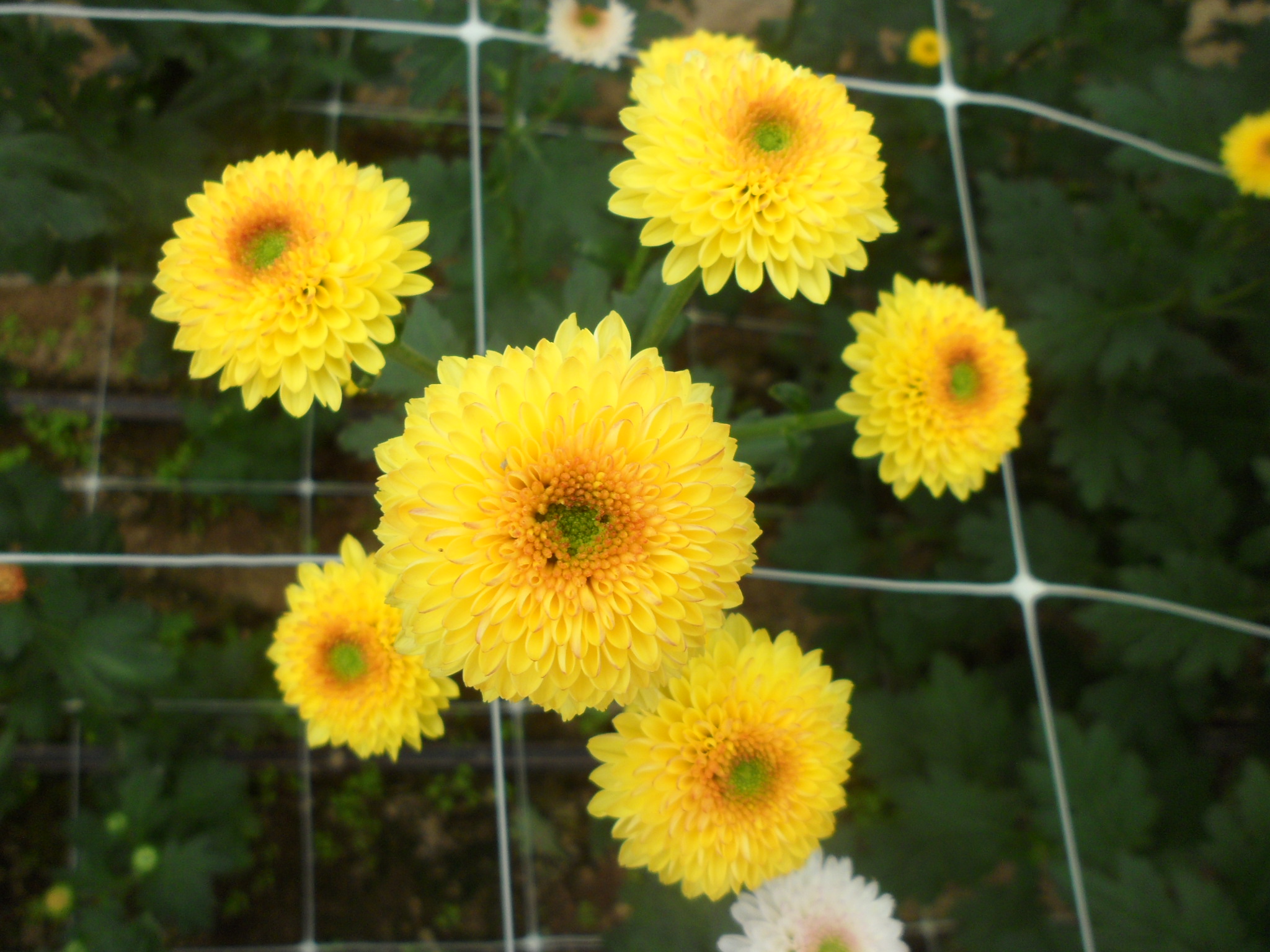 국화(큐티버블앰버)