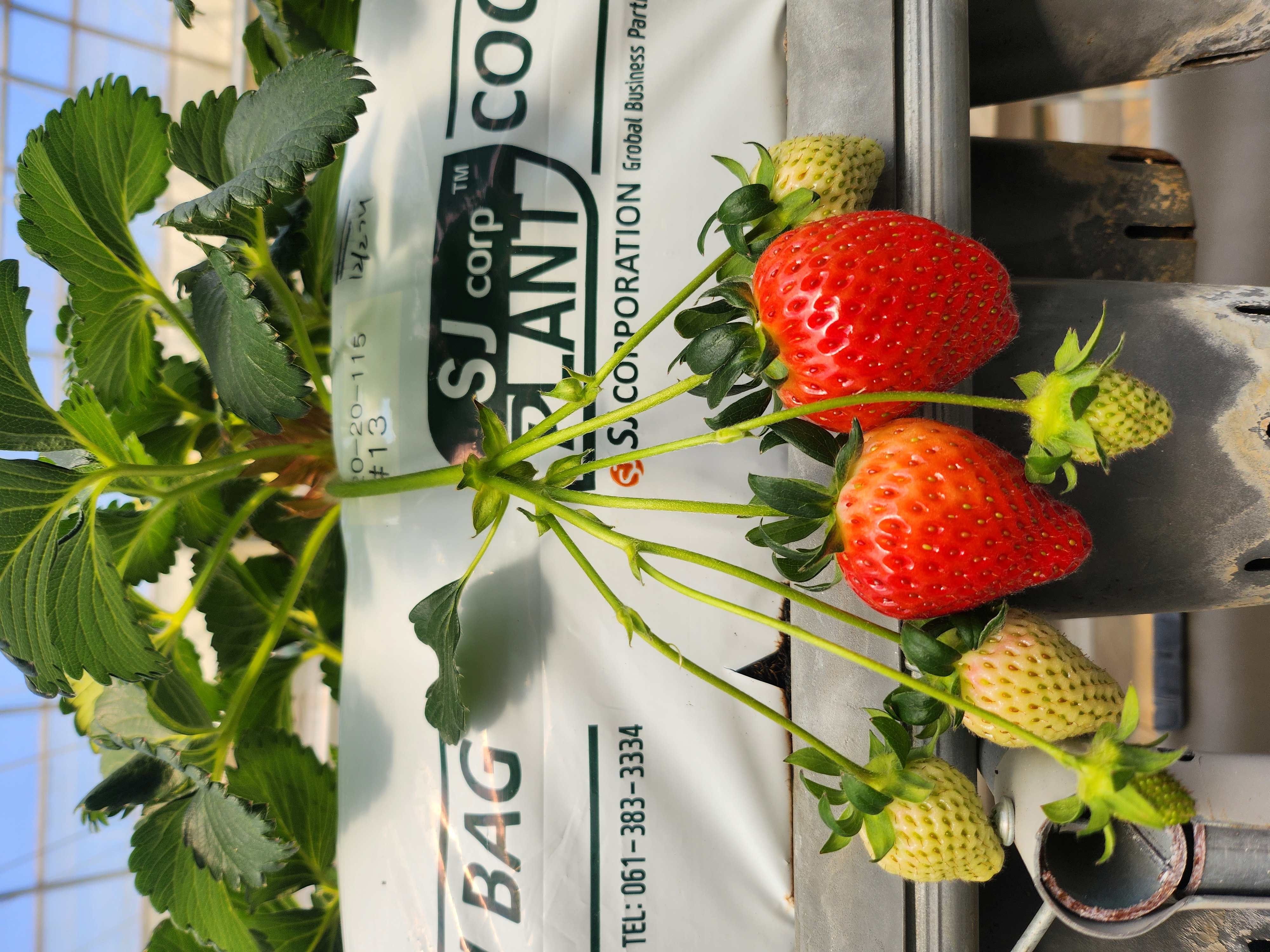 우량계통 20-20-115