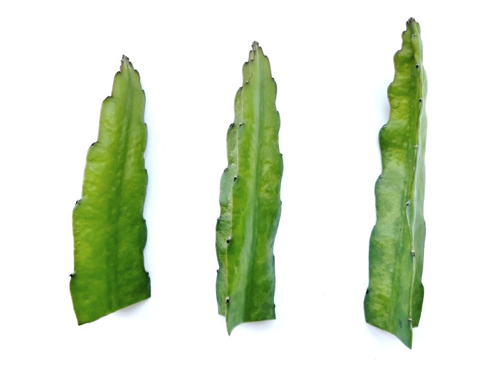 선인장바이러스감염증상(조직변형)