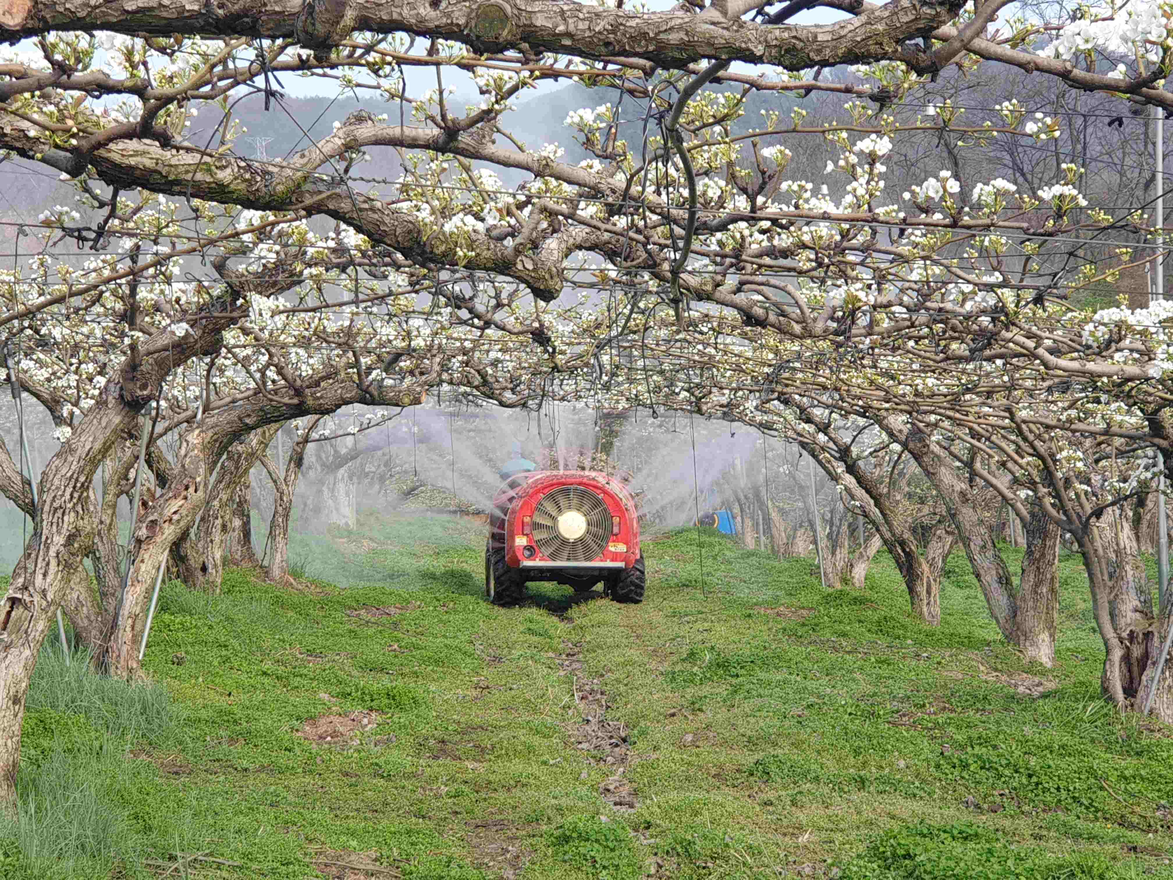 화상병개화기약제살포(배)
