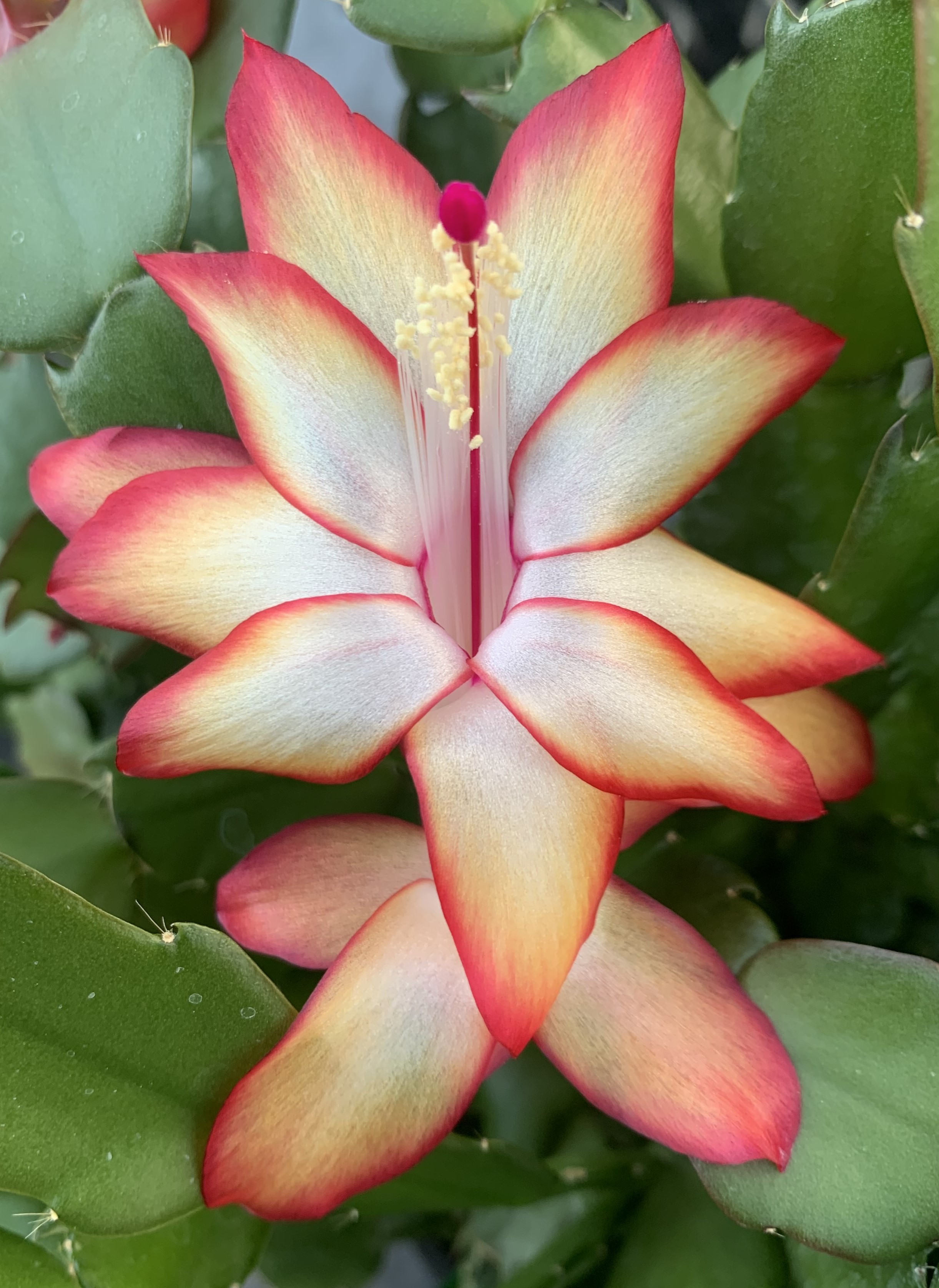 게발선인장_듀얼라벨