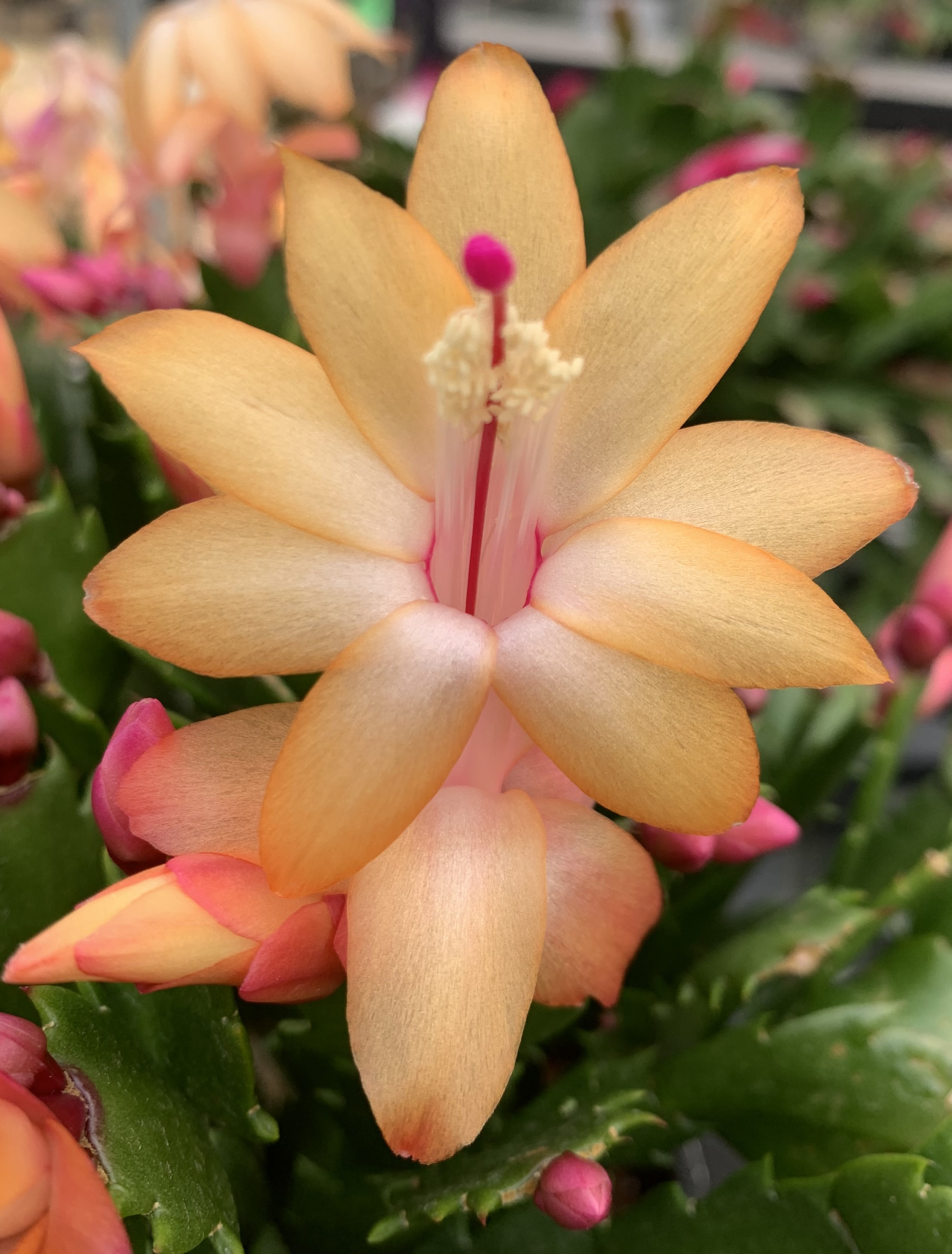 게발선인장_골드라벨