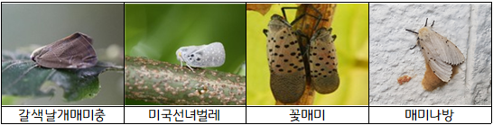 외래 돌발해충