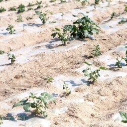 감자밭 가뭄피해
