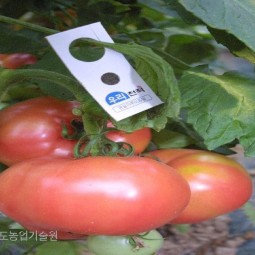 천적이용 재배한 토마토