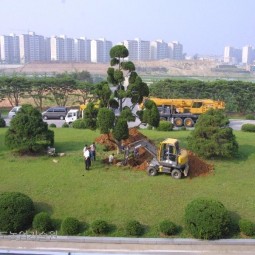 농업기술원 본관앞 향나무를 옮기기 위한 작업이 한창이다.