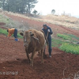 한 촌로가 산비탈 밭에서 소로 밭을 갈고 있다.