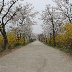 농업기술원 한켠에 조성된 벚꽃길. 4월이면 개나리와 어울려 벚꽃이 만발한다.