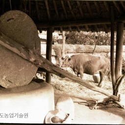 소를 이용해 벼를 찧는 연자방아. 방아찧는 게 힘든지 잠시 소가 휴식을 취하고 있다.