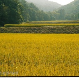 산 아래 황금빛