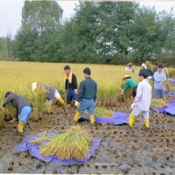 수확기를 맞아 수확을 하지 못한 벼를 농촌진흥원 직원들이 나와 벼베기 자원봉사를 하고 있다.