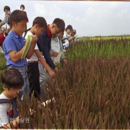 어린이 농사학습체험에 참여한 초등학교 학생들이 벼시험포장에 심어진 난생 처음보는 흑미벼를 보며 신기해하고 있다.