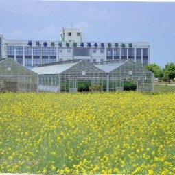 평택시농업기술센터내에 있는 유채꽃밭. 노란 유채꽃 뒤로 평택시농업기술센터가 보인다.