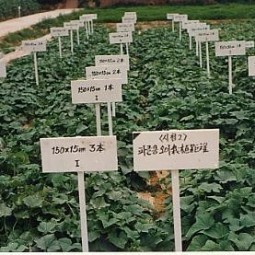 s334319950601