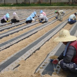 농민들이 참깨를 정성스럽게 파종하고 있다.