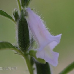참깨꽃