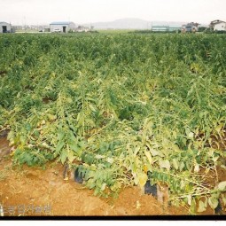 폭우로 쓰러진 참깨