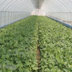 취나물 비닐하우스