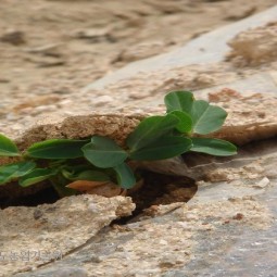 땅콩이 발아하여 흙더미를 뚫고 나오고 있다.