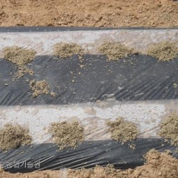 보온처리한 참깨밭