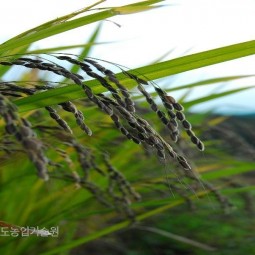 안성 맞춤 쌀 생산