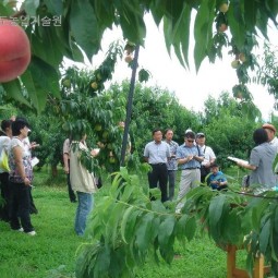 후쿠시마 아즈마(복숭아),마ㅜ겐(포도)과수원을 방문하여 관광농업등 과수농업현황을 연수.