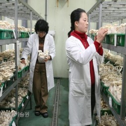 버섯연구소에서 연구원이 버섯의 생육상태를 관찰하고 있다.