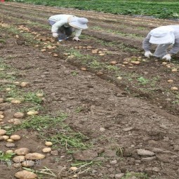 감자수확
