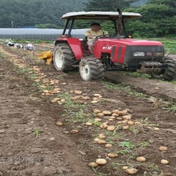 감자수확