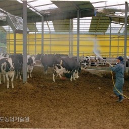 구제역등 가축전염병을 방제하기 위해 젖소 사육장을 소독하고 있다.