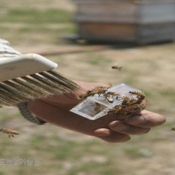 평택 홍기양봉원에서 꿀을 따기전 여왕벌을 플라스틱 상자에 가둬 보관하고 있다.