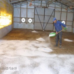 토종닭을 기르고 있는 안성 조아라농장에서는 질병방지와 냄새제거를 위해 소금을 양계장에 뿌린다.