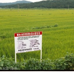 이천시농업기술센터에서 조성한 벼농사 친환경농업시범단지.