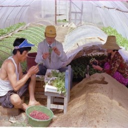 시군농촌지도소 직원이 채소재배 하우스에 나와 채소육묘하는 방법을 농민에게 교육하고 있다.