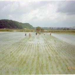갑작스런 폭우로 침수된 논에 농민들이 벼에 뭍은 오물을 제거하고 있다.