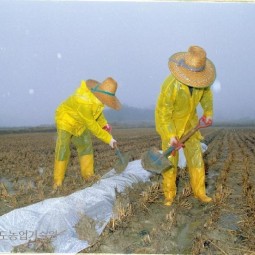 반가운 봄비가 내린 가운데 농업인들이 논물가두기를 위해 논뚝에 비닐을 설치하고 있다.
