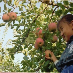사과가 한창 익어가는 가을 사과과수원에 나온 한 어린이가 사과를 따고 있다.