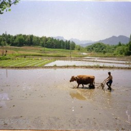 모내기철을 맞은 농촌에 소를 이용해 농부가 써래질을 하고 있다.