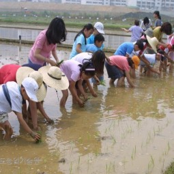 농업기술원에서 개최된 어린이 농사학습체험에서 어린이들이 모내기를 하고 있다.